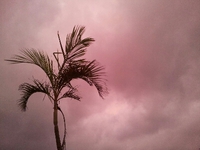 ピンクの空 2013/08/21 14:37:19