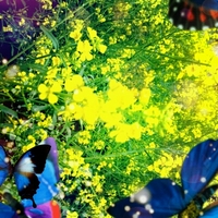 春の訪れ？！菜の花 2013/02/07 09:33:40