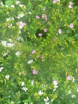 沖縄南城 人生創造 浅野誠 トレニア コンカラー ペンタス クフェア コスモス 我が家の花９