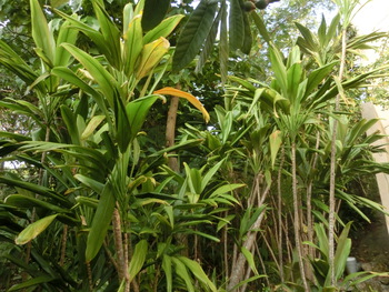 沖縄南城・人生創造・浅野誠:千年木 観葉植物１