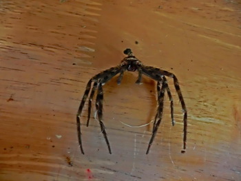 沖縄南城 人生創造 浅野誠 足数が少なくても頑張る蜘蛛