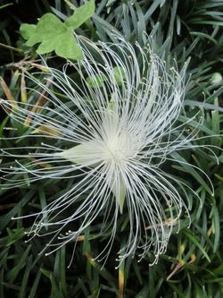 沖縄南城 人生創造 浅野誠 もう咲いたサガリバナ サワフジの花