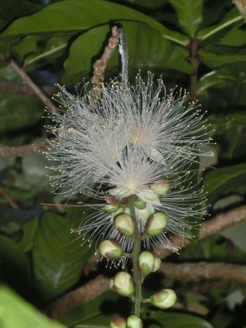 沖縄南城 人生創造 浅野誠 もう咲いたサガリバナ サワフジの花