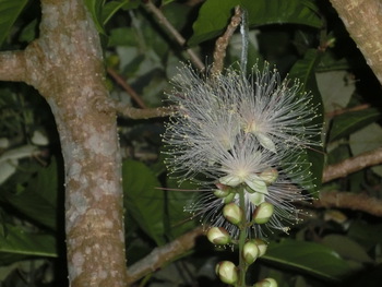 沖縄南城 人生創造 浅野誠 もう咲いたサガリバナ サワフジの花