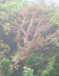 久々の本格派台風