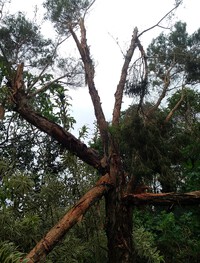 往復台風にうんざり一週間と大変な片付け　「自然」HP発行