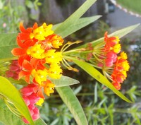 トウワタ　庭の植物２３