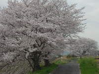 今日は、お天気がいいので、桜の木の下に、ゴミ拾いに行ってまいりましたよ＾＾ 2015/04/16 10:25:55