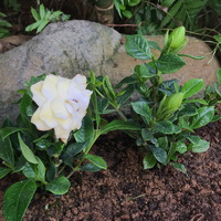 くちなしの花 2022/06/20 18:35:09