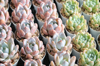 （1/19）のみ♡『海洋博マルシェ＋ココライトマルシェ』♡出店者⑭多肉植物＝はるの多肉屋さん 2025/01/14 12:21:03