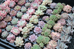 （1/19）のみ♡『海洋博マルシェ＋ココライトマルシェ』♡出店者⑭多肉植物＝はるの多肉屋さん