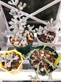 元気に咲いてね～琴爪菊