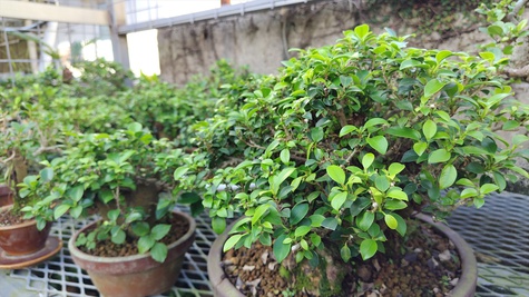 丸吉工芸:沖縄小葉ガジュマル