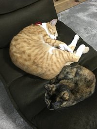 仲良くお休み中！？ 2016/12/25 07:16:00