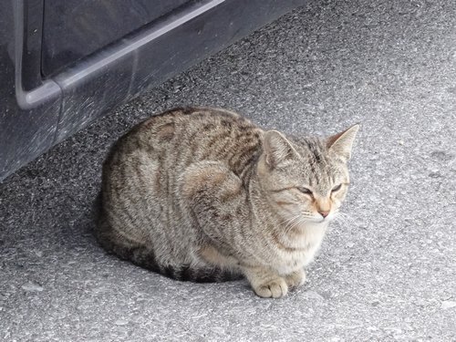 (*´ο`*)=3 はふぅん