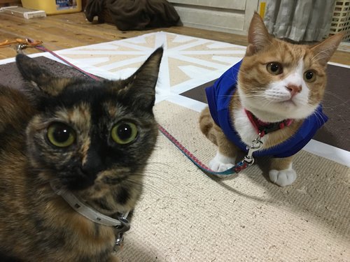 マブダチ！