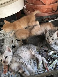 ６匹の子猫？ 2017/07/02 10:46:01