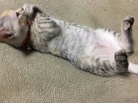 ノラ子の成長 2017/07/15 10:56:30