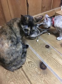 仲良く食事！？