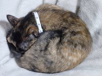 (=￣ ￣=) Ｚｚｚｚ・・・ 2016/08/15 09:06:02