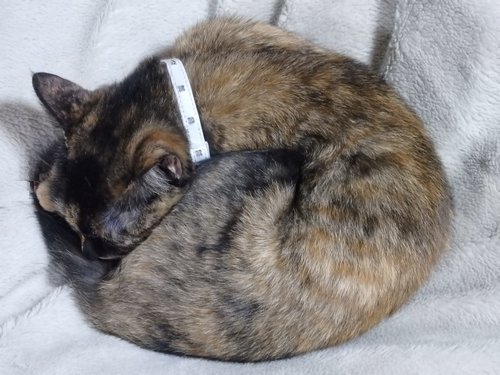 (=￣ ￣=) Ｚｚｚｚ・・・