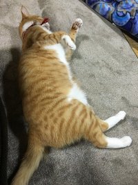 転がる猫 2017/01/08 06:54:52