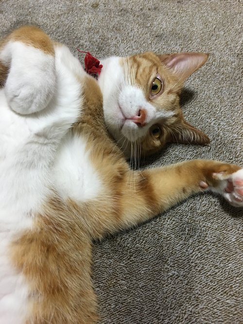 夏バテ！？