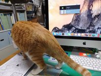 ＰＣが気になるトラキチ 2016/05/30 17:49:39