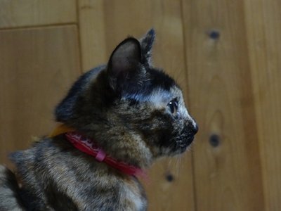 マタ吉の横顔