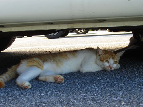 車の下で