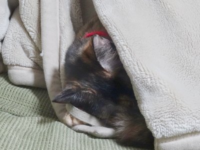 寒がりマタ吉