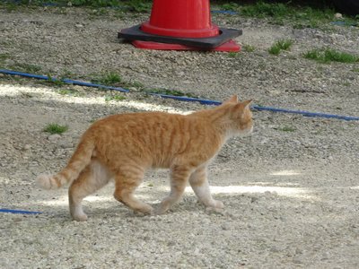 σ(=^‥^=) ミィ?