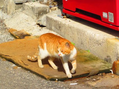 港に住むネコ