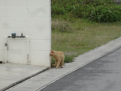 抜き足　差し足‥