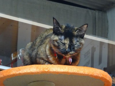 o(=￢ェ￢=)oジーーーッ