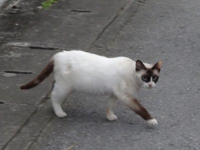 たぬき顔！？