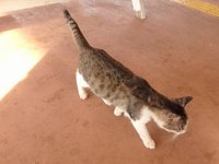 読谷のノラ猫 2016/12/30 06:53:12