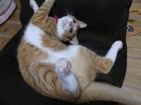 太っているけど身体は柔らかい？ 2016/10/07 17:22:26