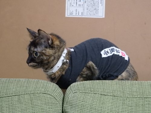 マタキチ警戒中！
