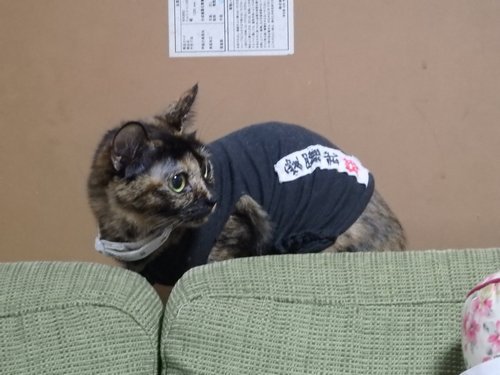 マタキチ警戒中！