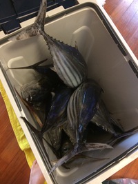 美味しい魚を釣ってきてくれたど〜