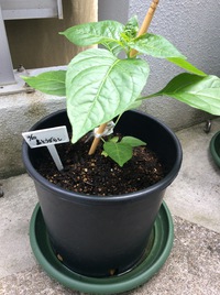 植え付け① 2017/04/24 14:43:45