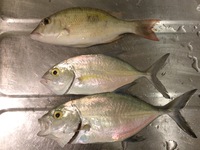 新しい釣法発見！