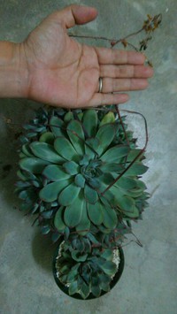 お買い得(｡･_･?)ﾊﾃ? 2016/04/29 21:31:06