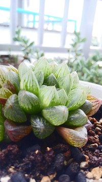 むっちりしてきました。(｡•̀ᴗ-)✧ 2017/02/27 22:41:59