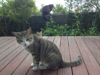 ピヨさんの庭で猫会議（≧∇≦）