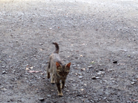 盲目の猫ご主人と山登り