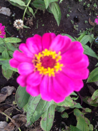 花と自然と秋の気配 2015/09/21 08:16:31