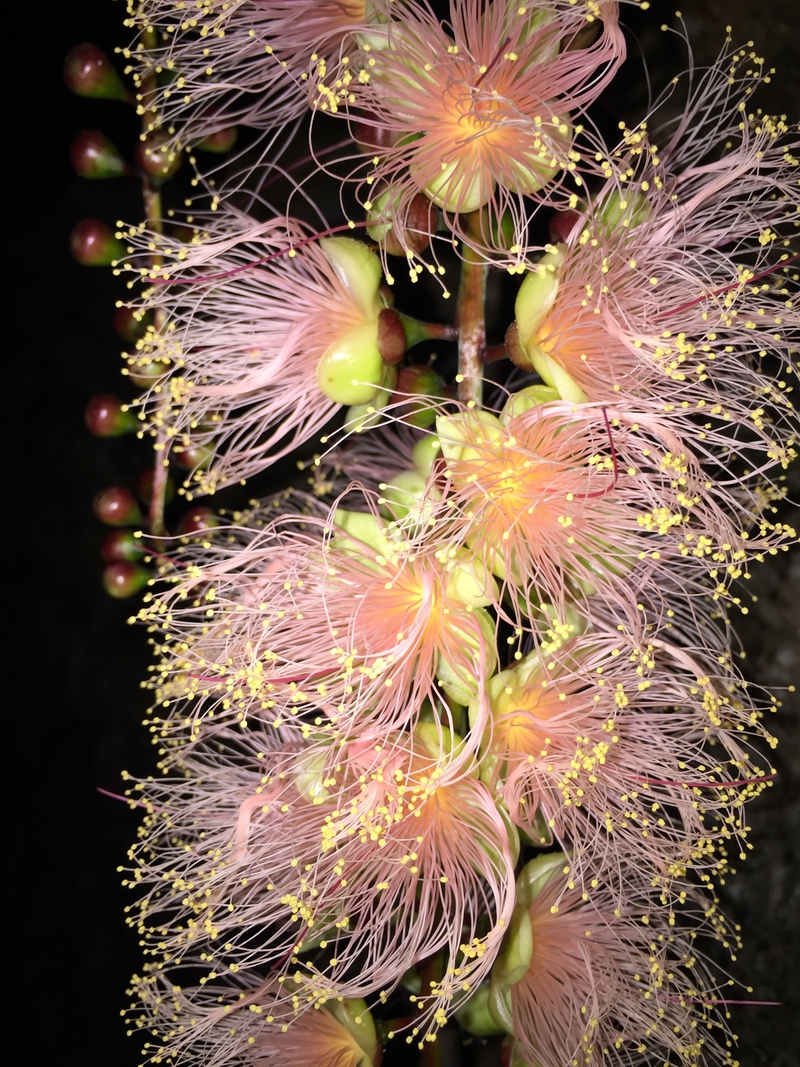石垣島百花繚乱 さがり花 石垣島ハンドメイドアクセサリー マーメイド