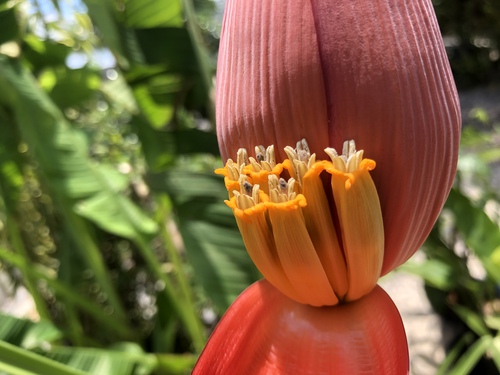 赤いバナナの花